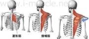 肩のインナーマッスル:腕の挙上4