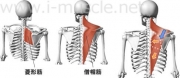 肩のインナーマッスル:腕の挙上2