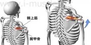 肩のインナーマッスル:腕の挙上1