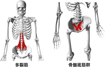 多裂筋と骨盤底筋群