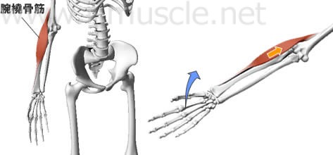 腕橈骨筋の構造と働き