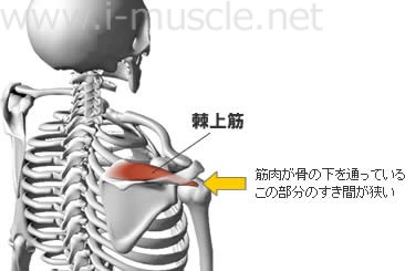 棘上筋と肩関節の構造