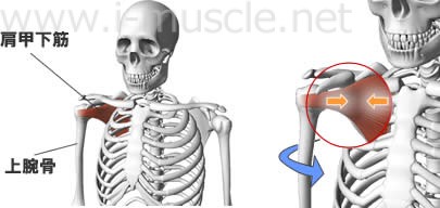 肩甲下筋の構造と働き