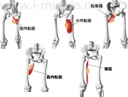 脚腰のインナーマッスル：脚の内転1